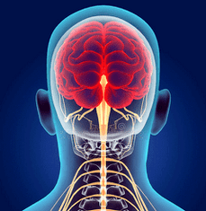 Representation of the nerve canals of the cervical spine